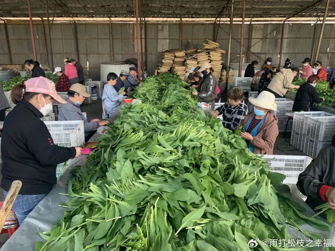 黑龙江身边正能量万千气象看龙江初夏时节，龙江森工清河林业局有限公司1500亩