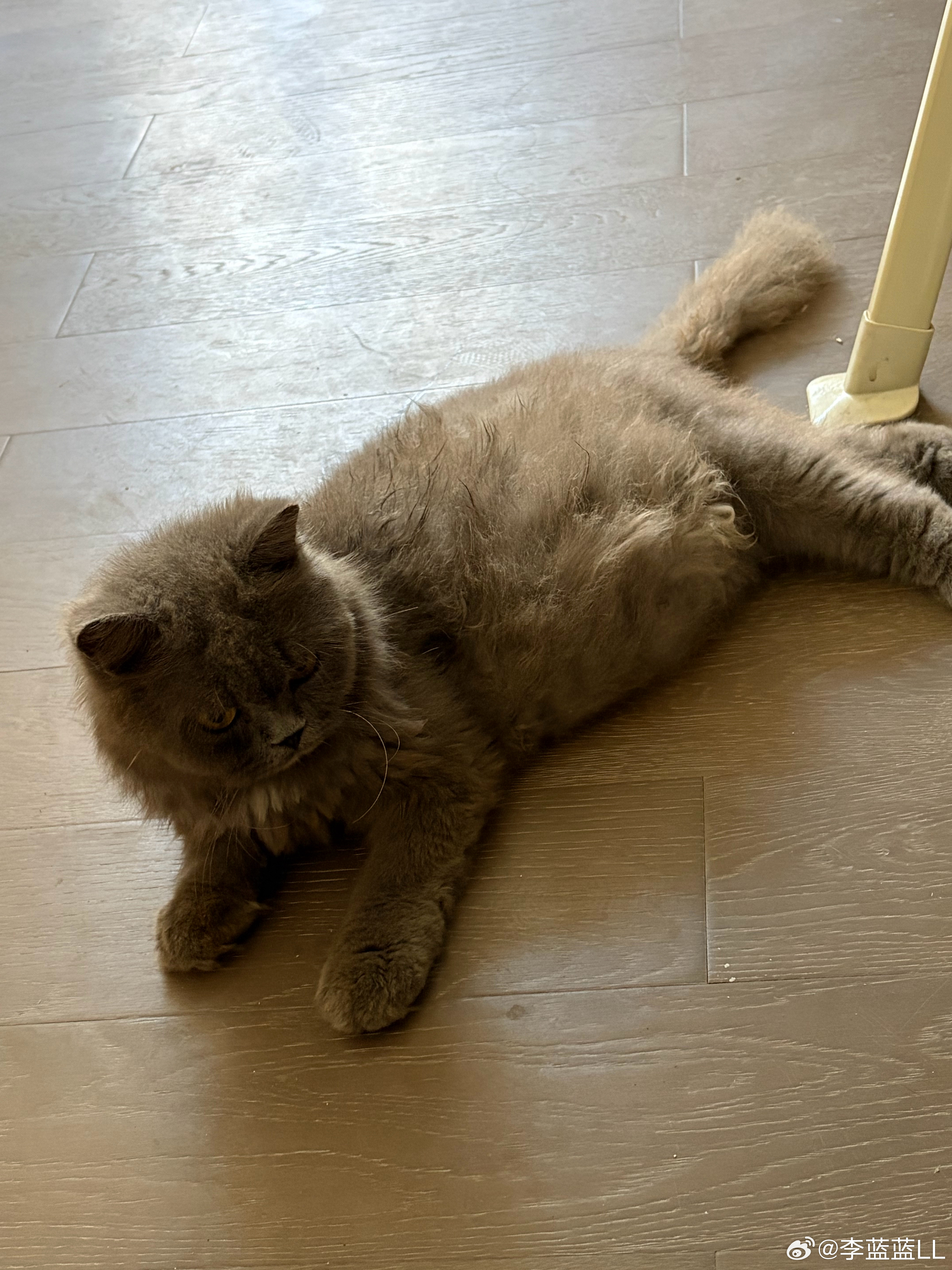 怎么咪咪还没生啊？捡回家都50天啦。不是说猫是怀孕两个月就生猫宝宝吗？？