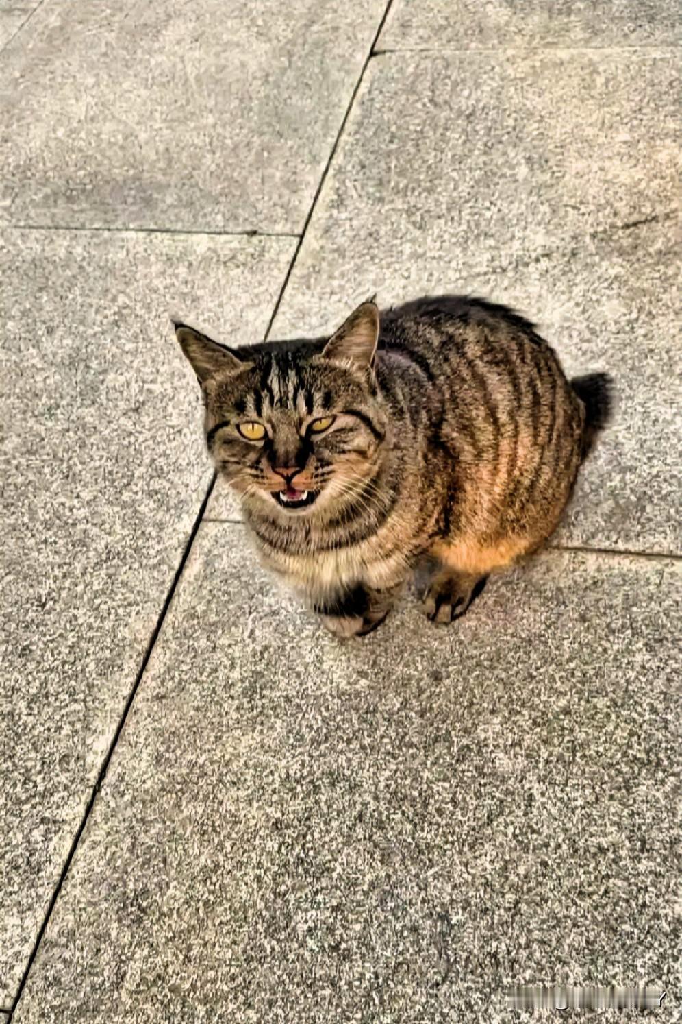寺院到暖家：一只狸花猫的流浪与新生立冬的风掠过街角，女子总会忆起那只在寺院里