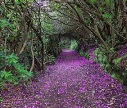 友友们，你能从我的诗中读到什么含义吗？春开百花满园香，香漫长途逐梦扬。