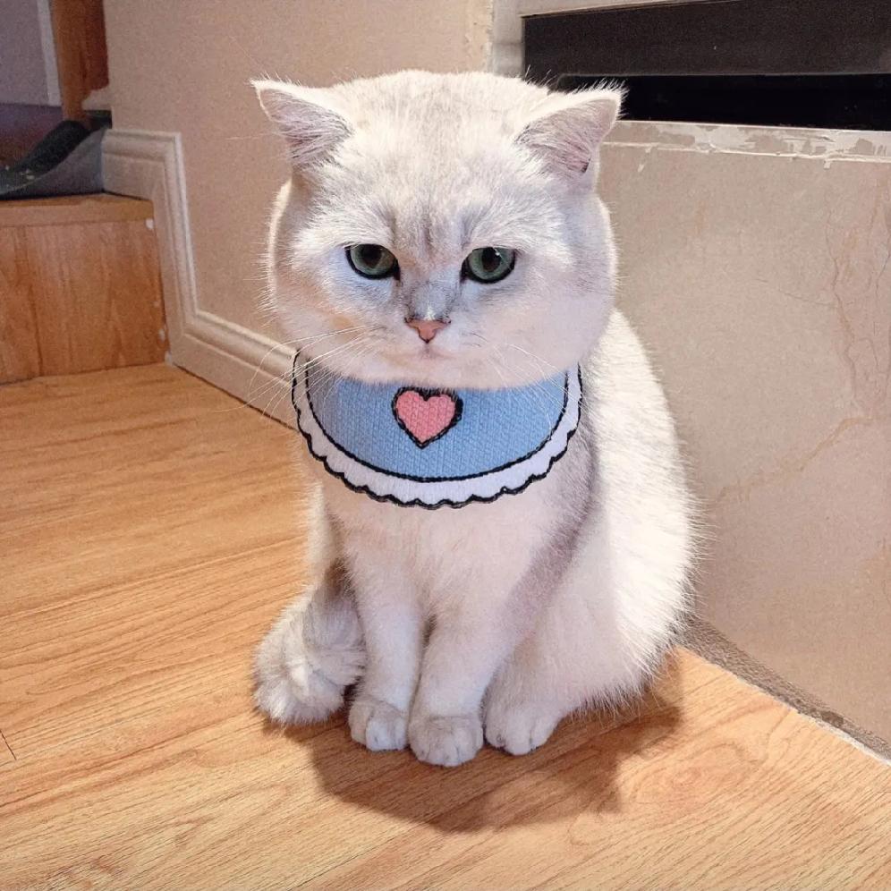 真是无语了，住在六楼屋里竟然跑进来一只老鼠，还钻进了冰箱里，我先生出主意让