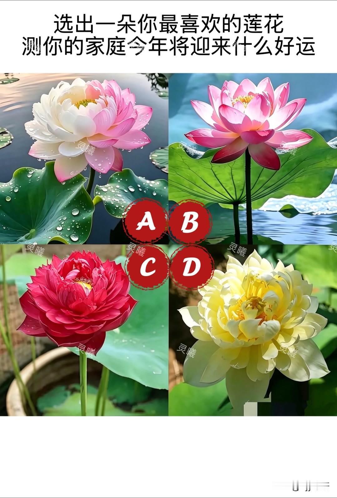 启境首批搭载乾崑智驾ADS5选出一朵你最喜欢的莲花测你的家庭今年将迎来什么好运