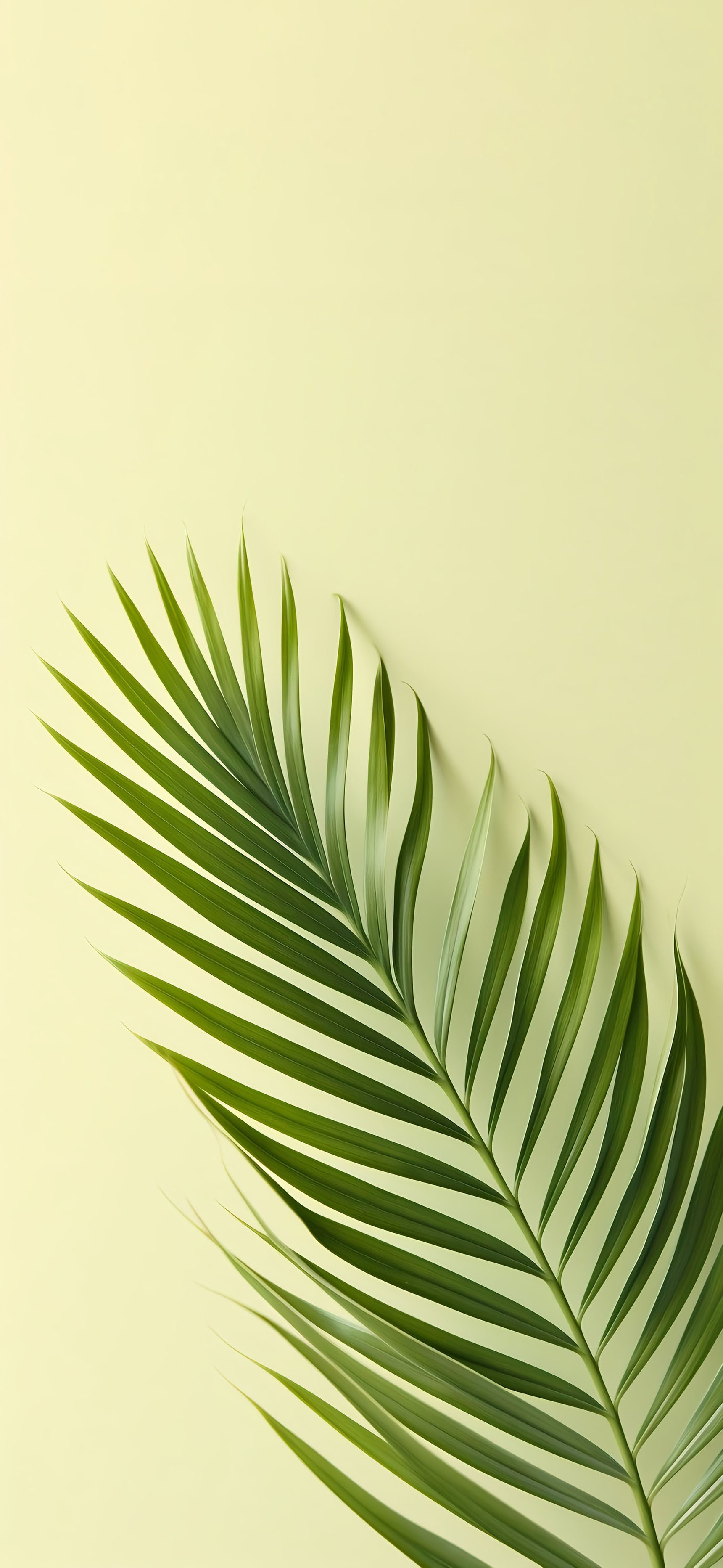 莱分享今日iPhone壁纸分享·2​​​