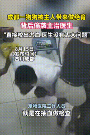 “有仇当场就报了！”四川成都，一女子带狗狗到医院做绝育，结果在抽血体检时，狗子突