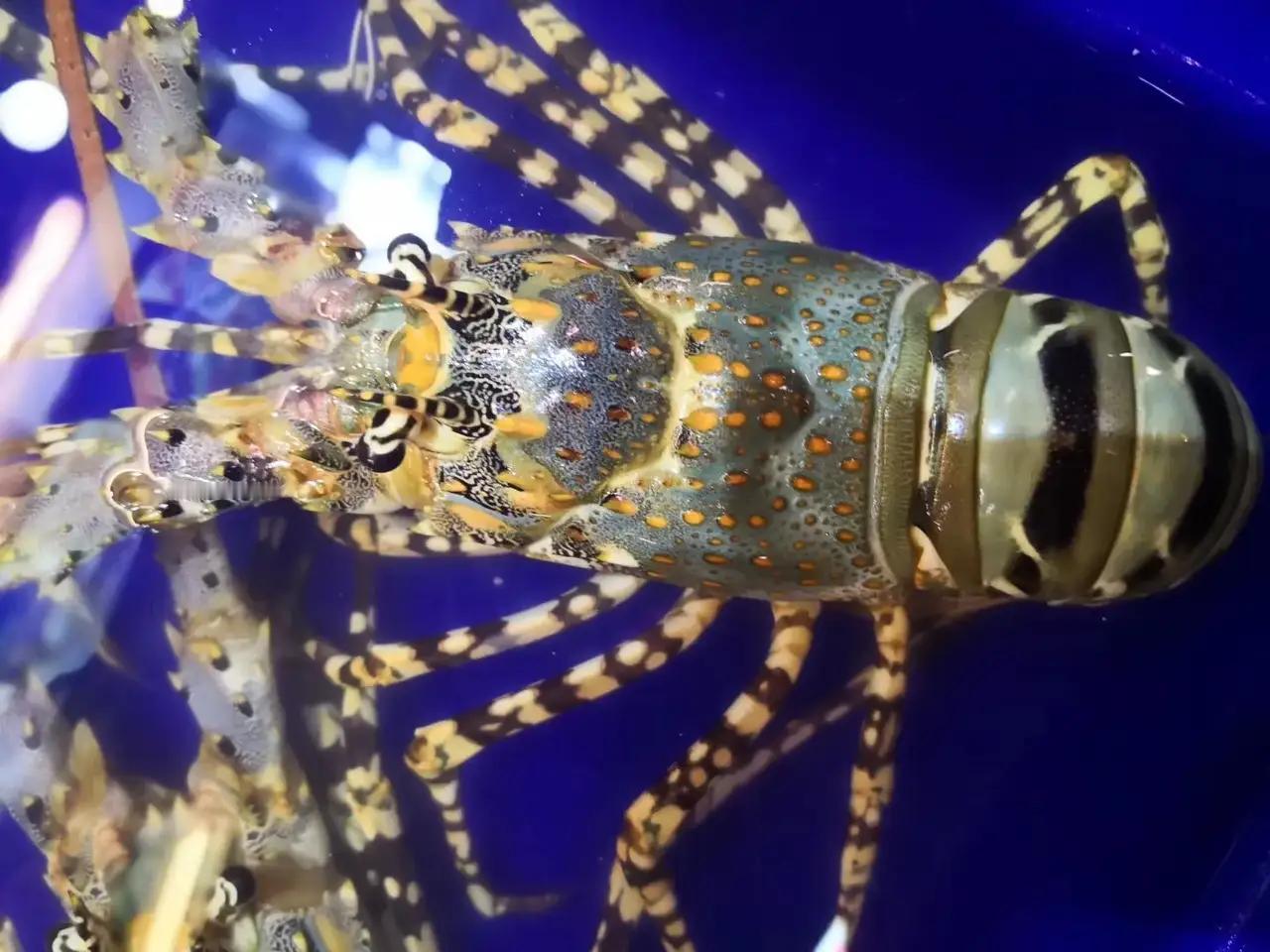 我的今日状态：😁轻松愉快我这里的天气：☀️晴天这是我在泰国拍摄的海鲜夜市