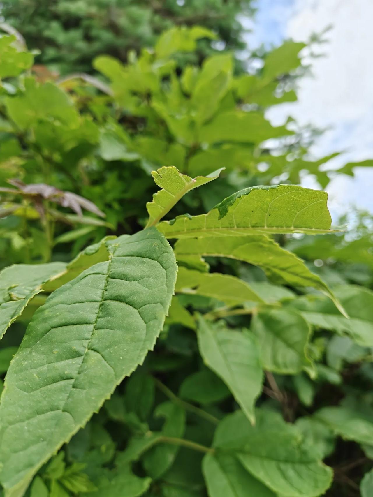 这两天告门房，真是闹心啊！这不，事来了。一大早上，一个老娘们就嗷嗷给我打