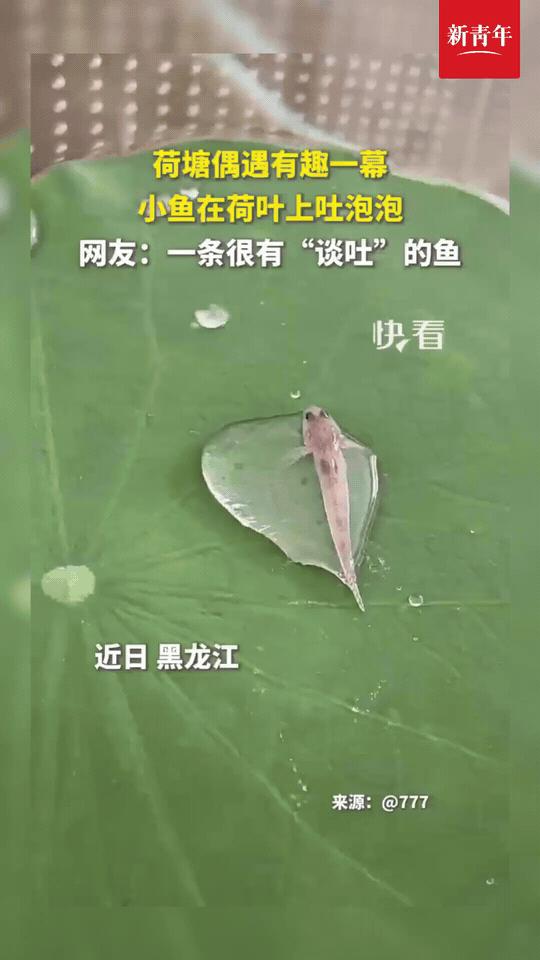 近日黑龙江荷塘，出现有趣的一幕。一条小鱼被留在荷叶凹处的浅浅积水里，被困住的小鱼