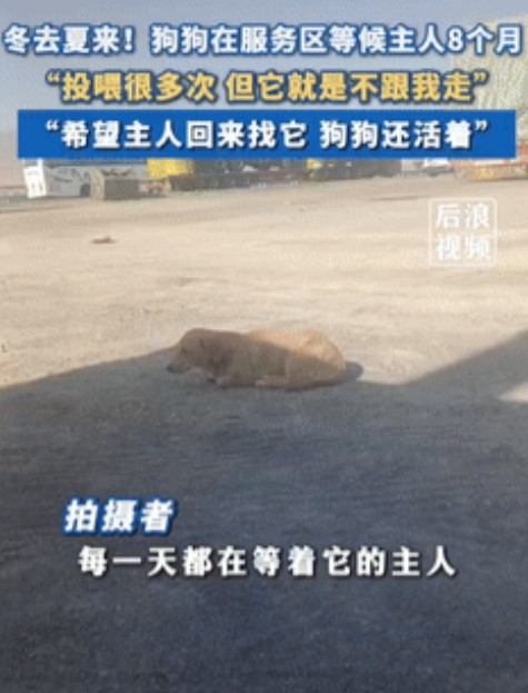 “泪崩了！”新疆一男子得知狗狗在服务区等待主人8个月后，多次拿着食物喂给它吃，想