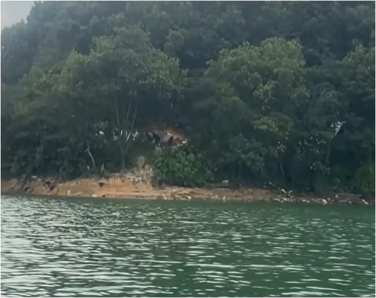 广东清远迎咀水库又现离谱放生事件。一群人开着小货车，放着大悲咒，把满满一车猫咪拉