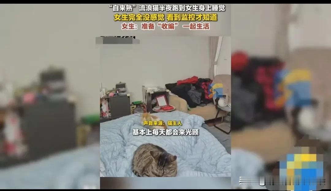 女子家养了猫，为了让宠物猫咪晚上出去上厕所方便，女子一直给猫留着窗户。一天夜里