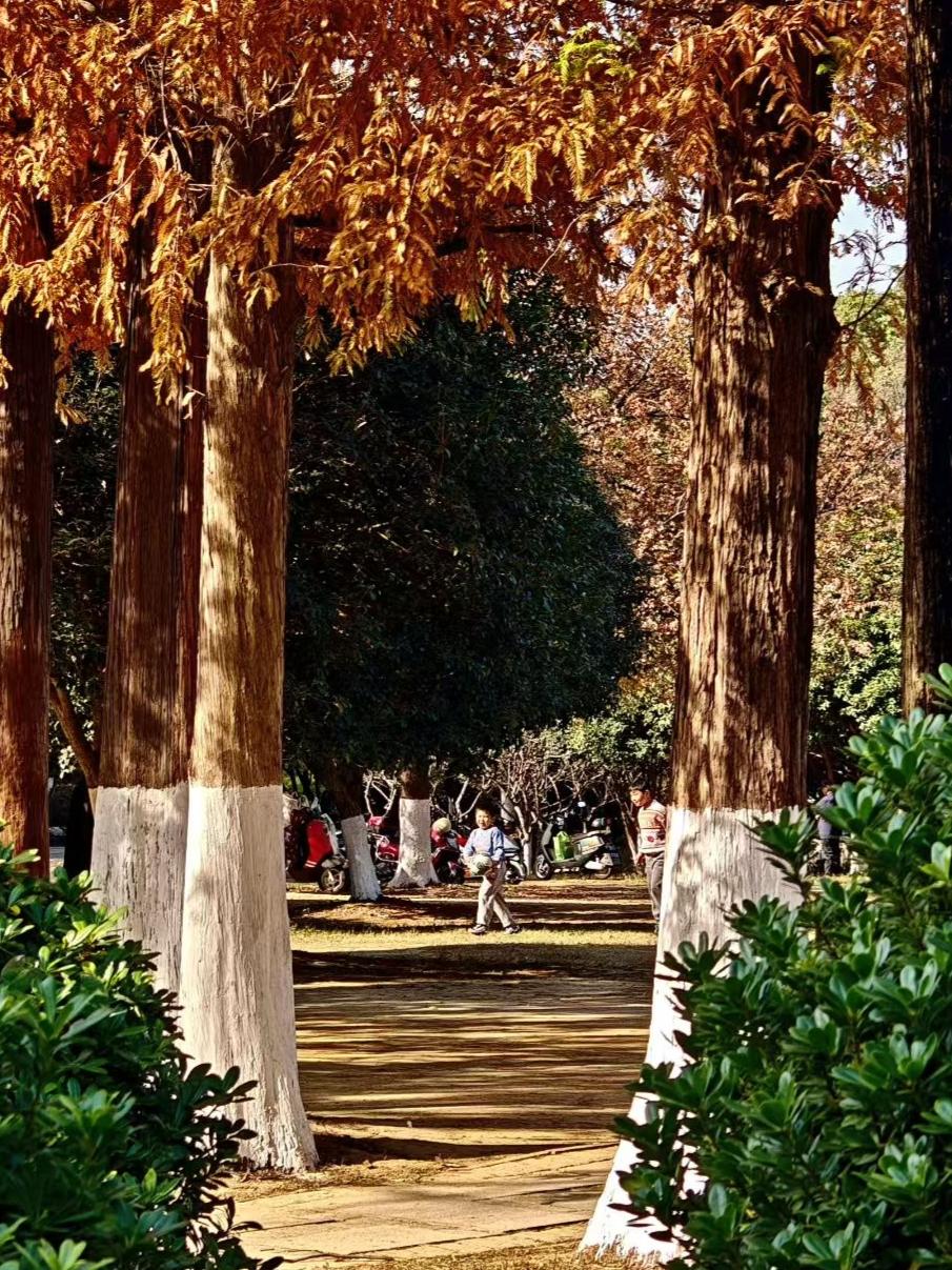 秋光把树影染成暖调，木桥浸在软风里。两个身影裹着午后的闲，连脚步声都轻得像叶尖落