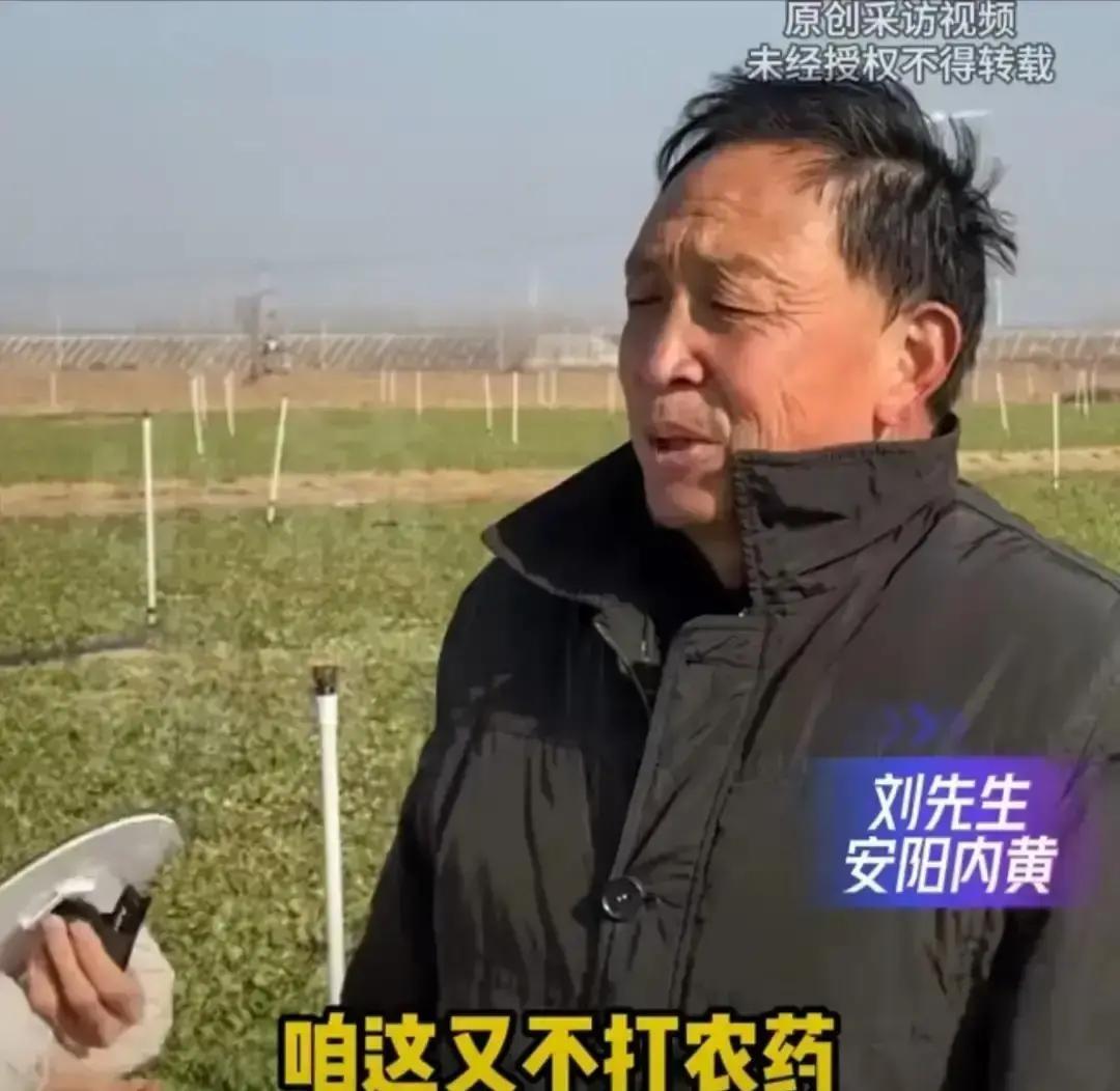 河南一位种荠菜的大哥眼看菜要烂地里，干脆挂出牌子：十块钱一张票，随便挖，不限量。