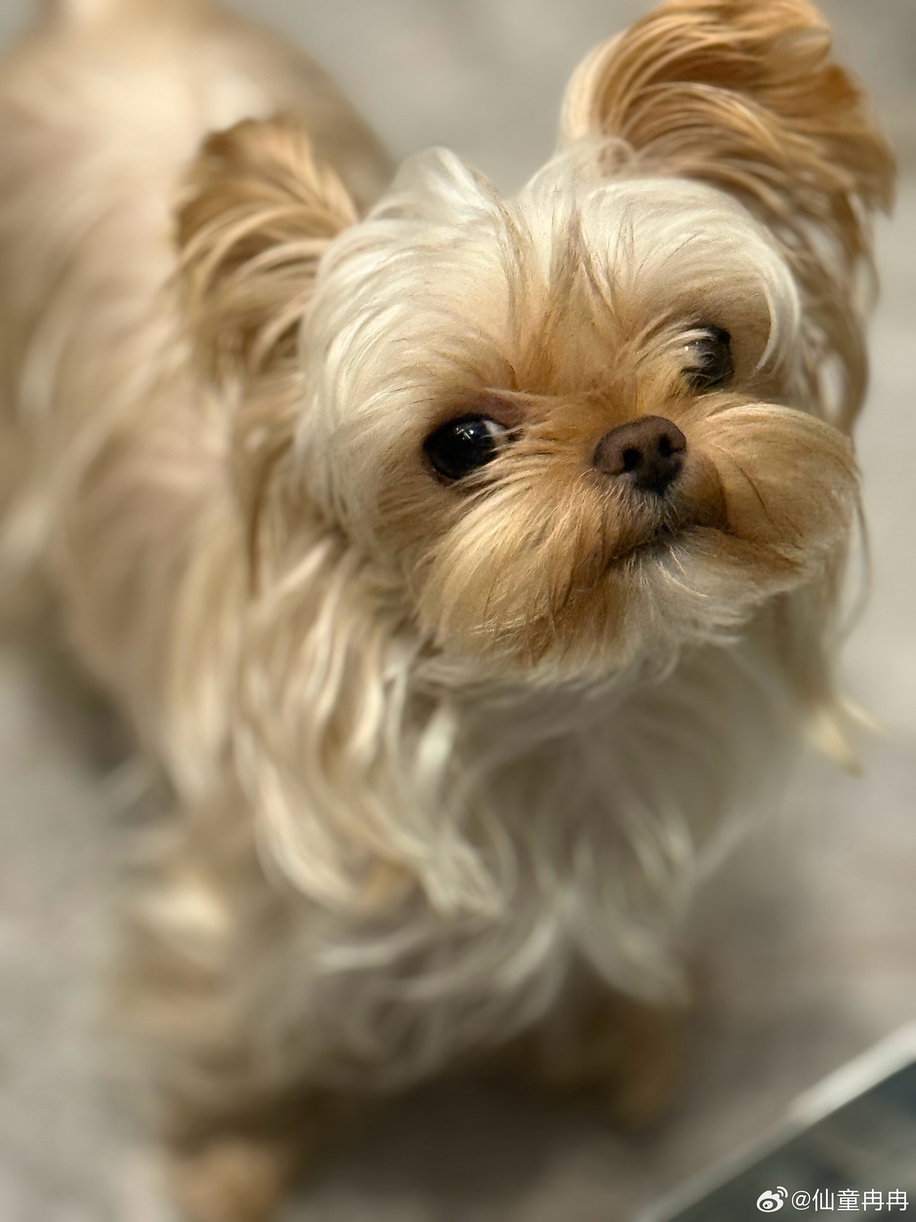 白天懒鬼一到半夜就开始🧹整理房间小狗勾一脸懵