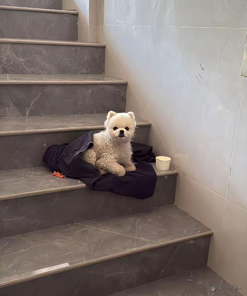 主人嫌弃小狗患了皮肤病就把它带到外面丢掉了，谁知小狗记性比较好又找回来了。面对门