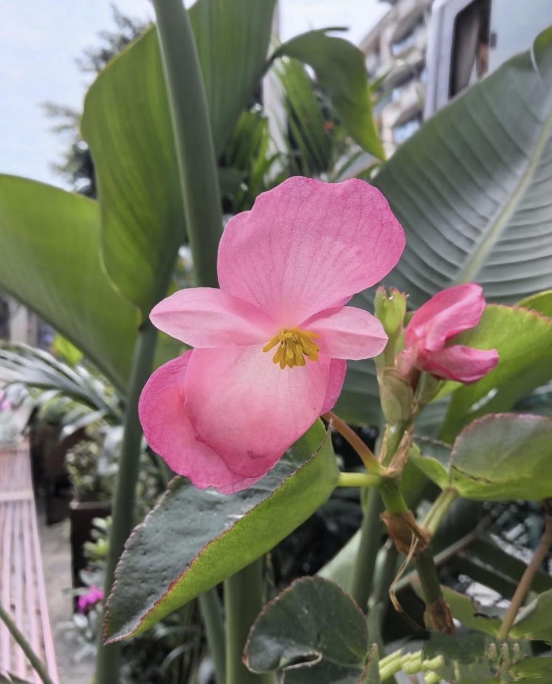 楼上一对小两口悄悄的离婚了，结婚还不到半年。离婚原因更是奇葩：就因为小姑娘做指