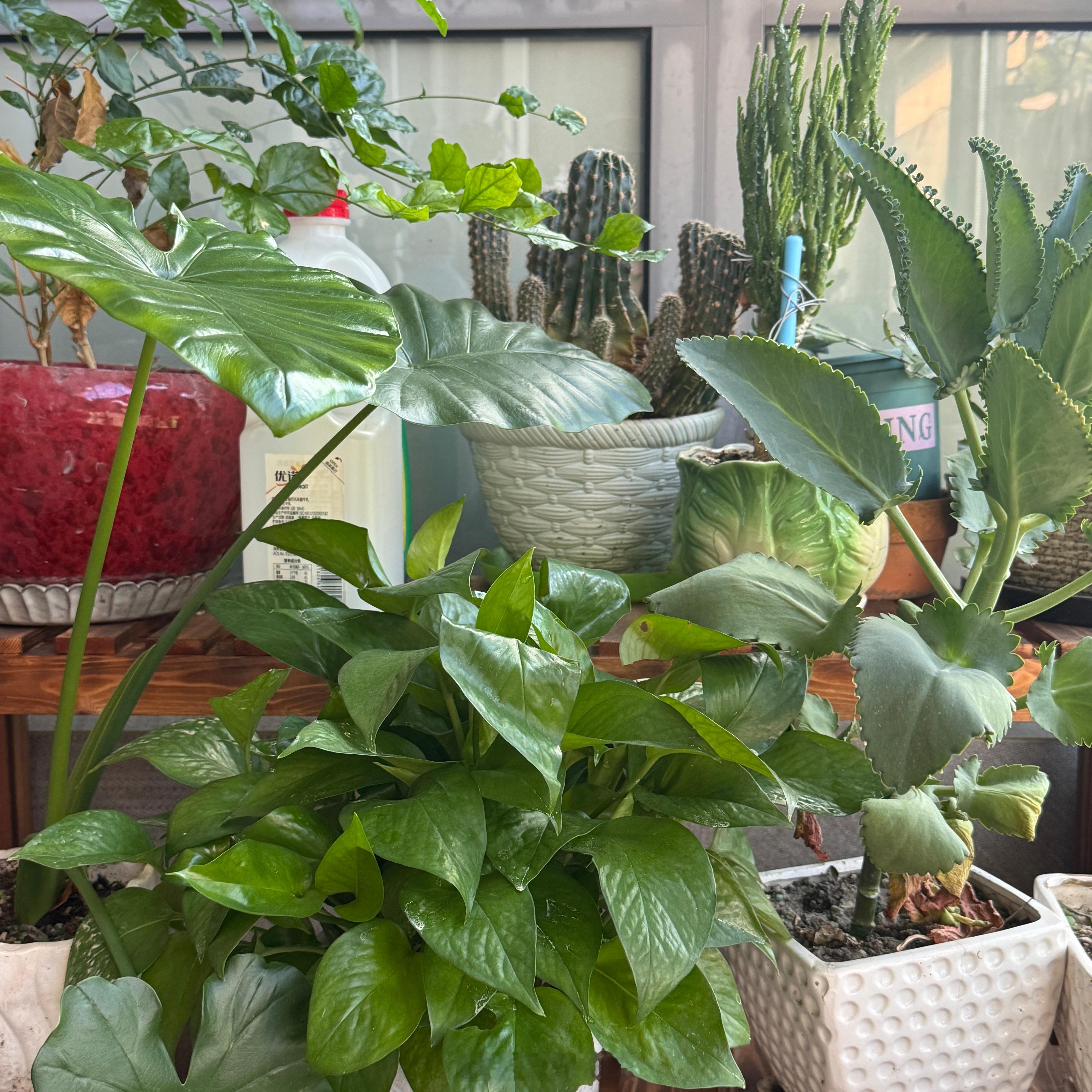 绿肥红瘦～大部分绿植都是阿姨送的，或者帮我们种的，比如生姜