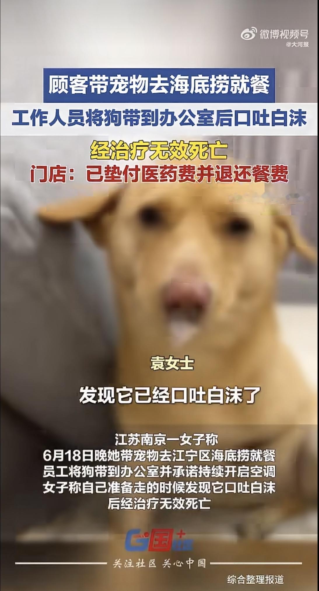 江苏南京，女子带宠物狗去海底捞吃饭，店员说店里不让带狗，但主动提出可以把狗安置在