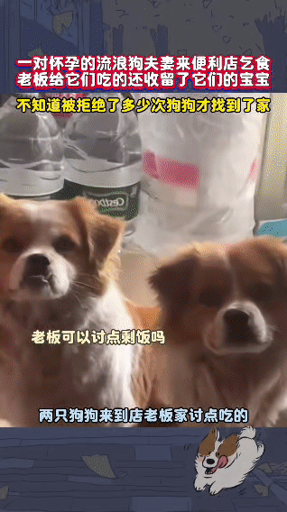 一对怀孕的流浪狗“夫妻”来到便利店乞食，善良的老板不仅给它们食物，还收留了它们的