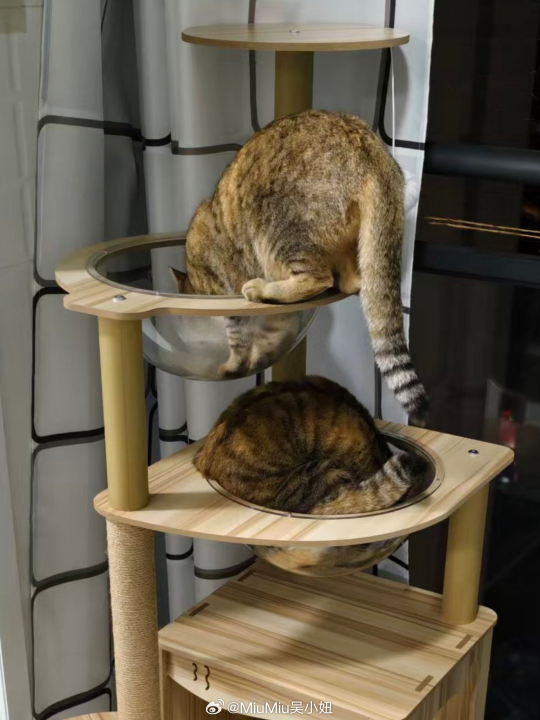 两只咪也已经五岁啦~~以前一个架子只有一个太空舱，总是被大肥霸占~她爹给组装了个