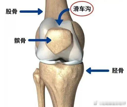 膝盖疼痛【损伤康复说明书——髌骨软化】今天我们接着来讲讲基础损伤，从髌骨软化开