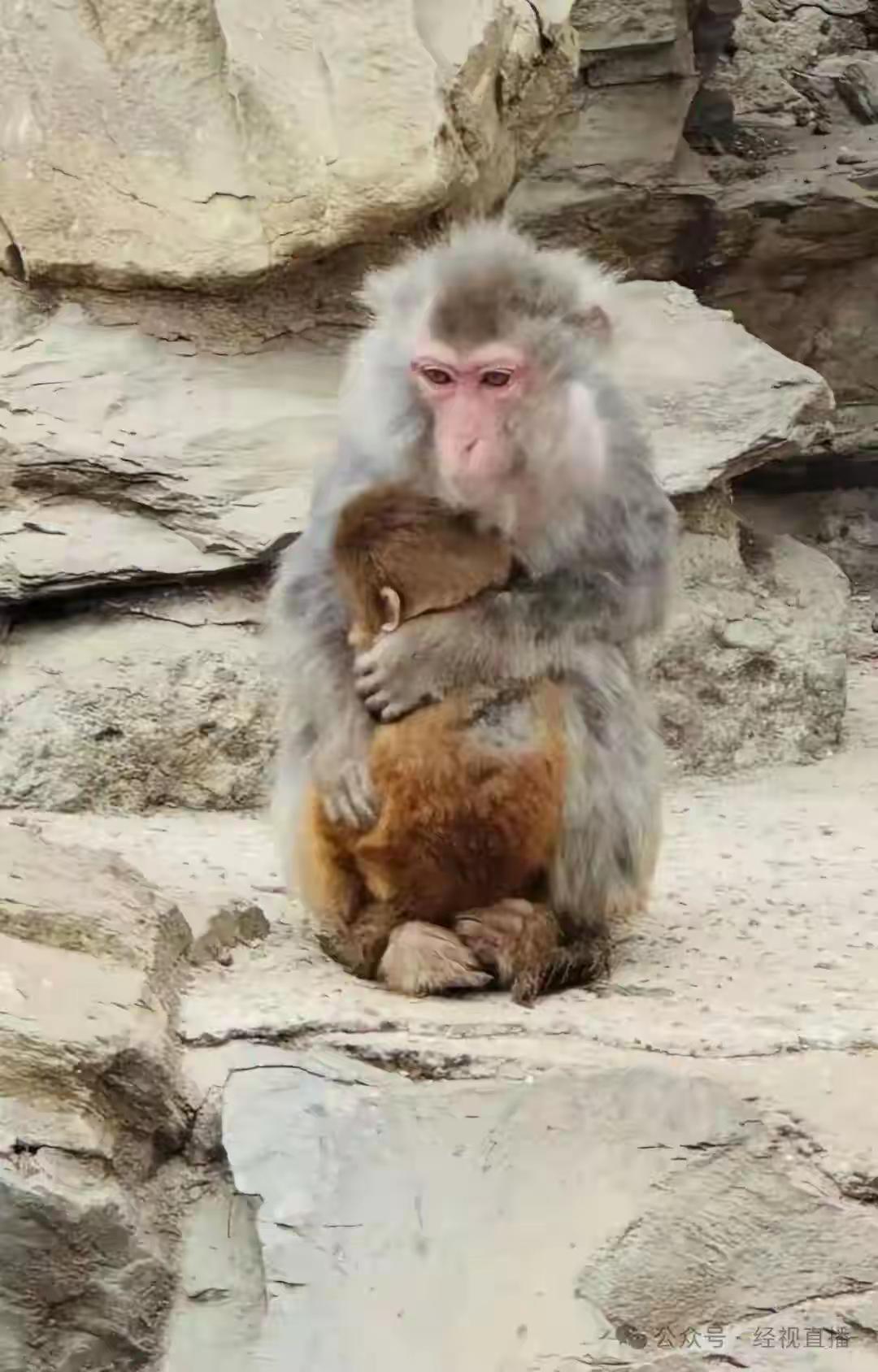 北京寒潮来袭，动物园猴山上的几只猴子紧紧抱在一起，身体止不住发抖，小猴子冻得缩手