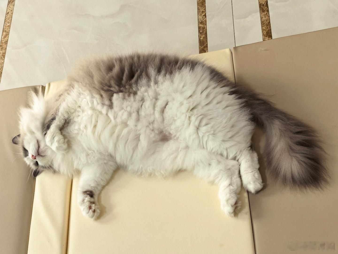 这肥猫，完美的告诉我们，周末该干什么