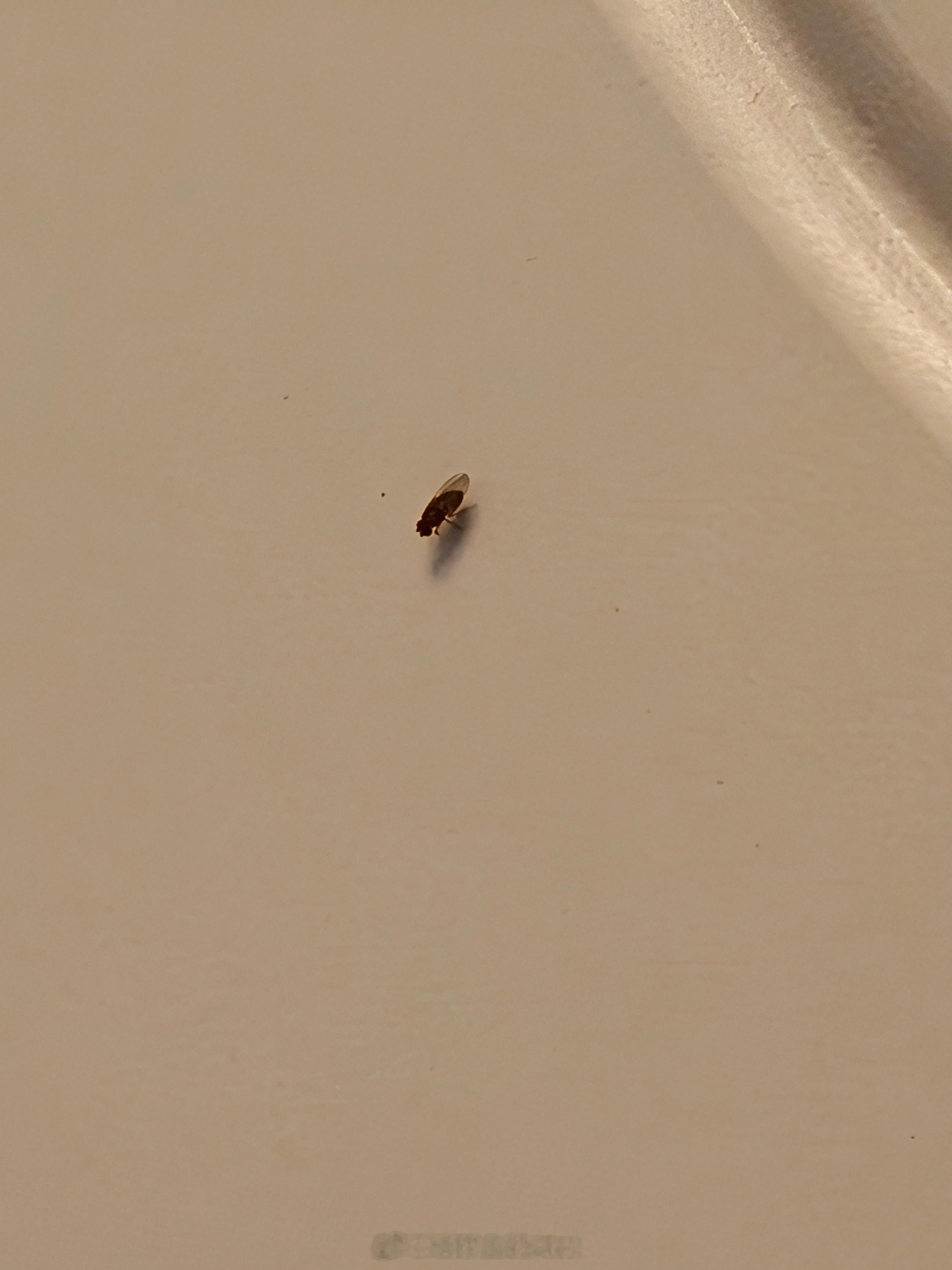 现在家里长了一堆这种果蝇但是又没有水果知道这咋办吗[捂脸哭]​​​