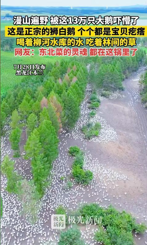 “场面太壮观！”黑龙江木兰县，13万只大鹅铺满林地。有人按每只150元粗算，总价