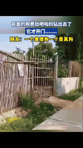 太意外了！前面的狗狗费劲巴拉从门洞钻出去，没想到，后面的狗狗则不慌不忙把门打开，