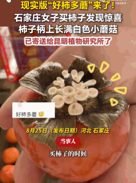 活久见！8月25日红星新闻报道，河北石家庄，一名女子在水果店挑柿子，伸手一摸，感
