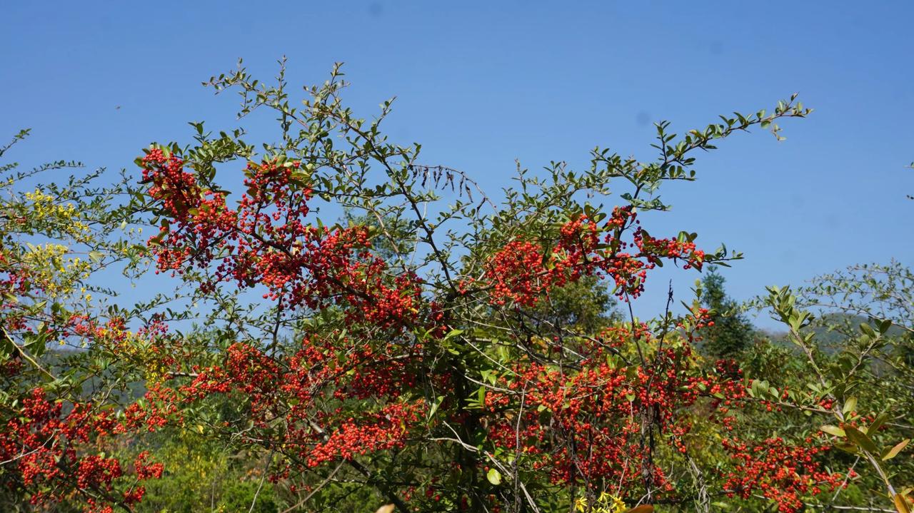 山上的火棘又红了，据说：吃一粒火棘，就相当于吃一个苹果？每次去野外，只要看到