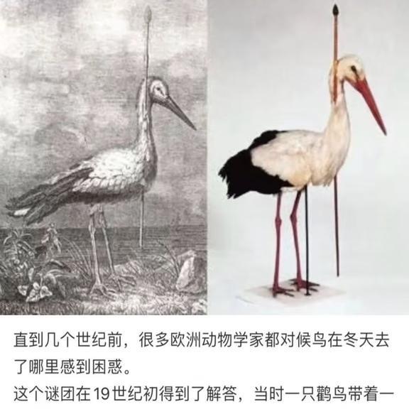 鹳鸟冬天去哪里belike不太懂，真的是这样吗哈哈梗图memememe