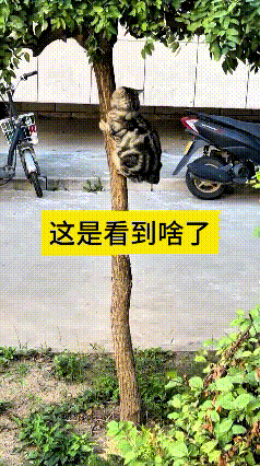 你瞅瞅这只狸花猫，站在地上俩眼瞪得溜圆，目不转睛盯着前边，不知道瞧见啥稀罕玩意儿