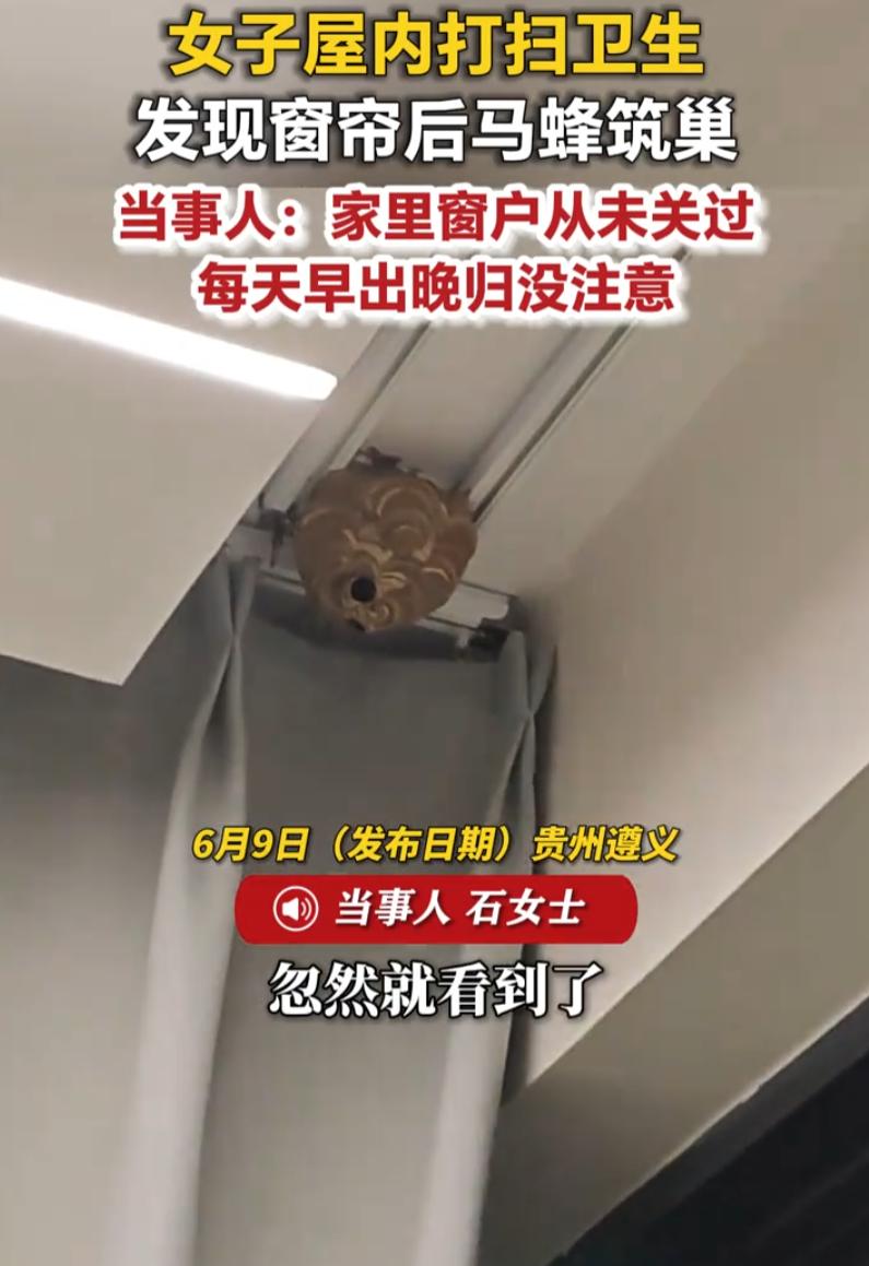 贵州遵义，一女子休息在家打扫卫生，突然听到头顶有嗡嗡的声音，窗帘拉开一看，家里不
