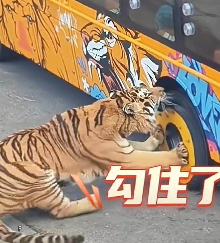 遇到这样的事情，换了谁也不敢上去帮忙山东一个动物园内，一只老虎牙齿和园区内的摆