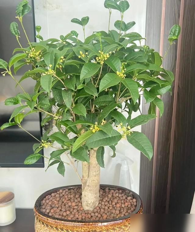 谁再说“客厅有5花，不富也有福”是迷信我跟谁急！最近刷到好多人聊家里养花的老说法