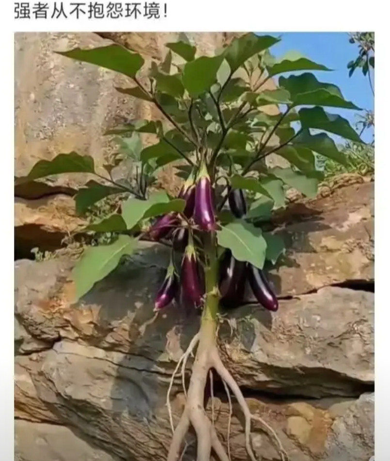 领导在群里发了这张图片，无人回复