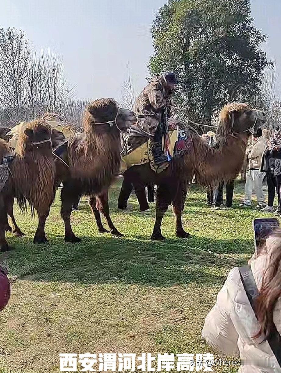 东天山驼队一场感恩商业之旅，竟然捆绑上了重走丝绸之路之名。大有挂羊头卖狗肉之