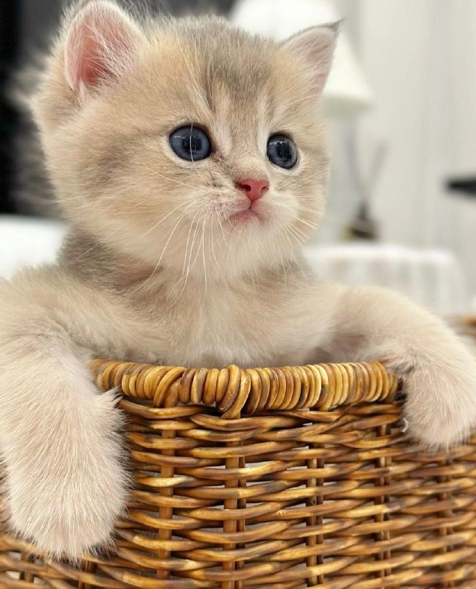 河南开封那边传得沸沸扬扬的外卖员虐猫，其实网上翻来覆去就是一段十几秒的视频：穿黄