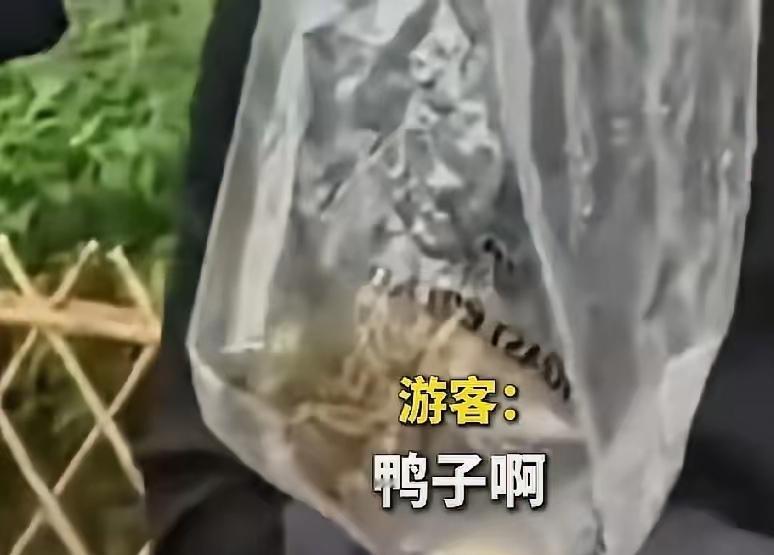 “那不是鸭子，是鸳鸯！你装塑料袋里想干嘛？”5月4号，杭州太子湾公园。一只小
