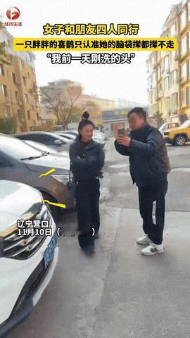 “科学也解释不清了！”近日，辽宁营口，一女子和朋友出门逛街，路上碰到了一只喜鹊，