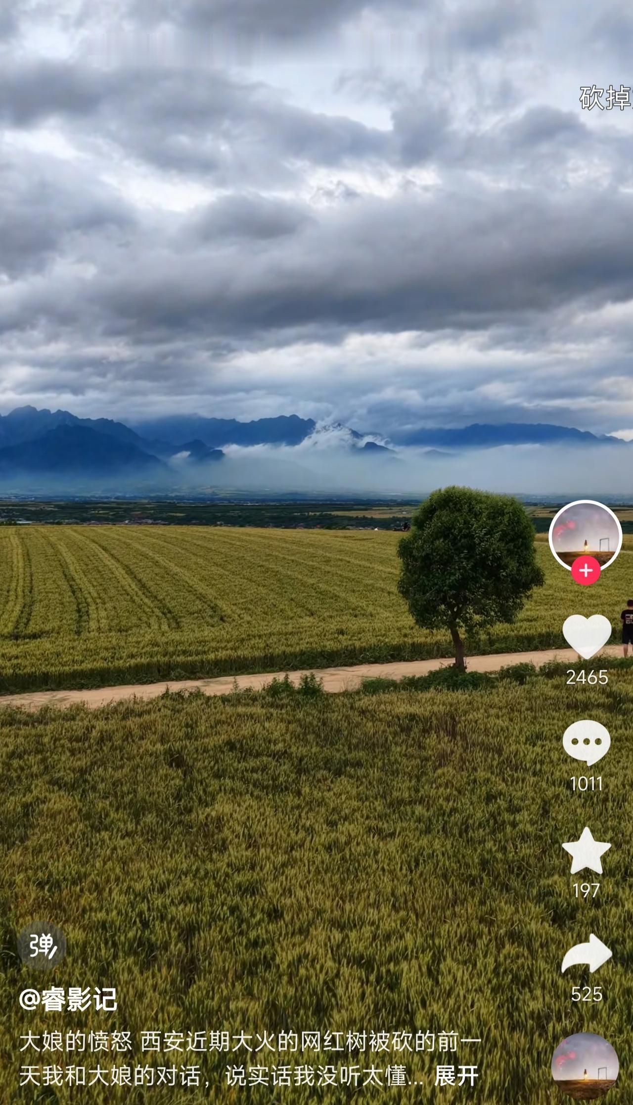 现在有些人真是闲的蛋疼。蓝田县那边有块麦地，麦地边上长了颗树，让人拍了发到网