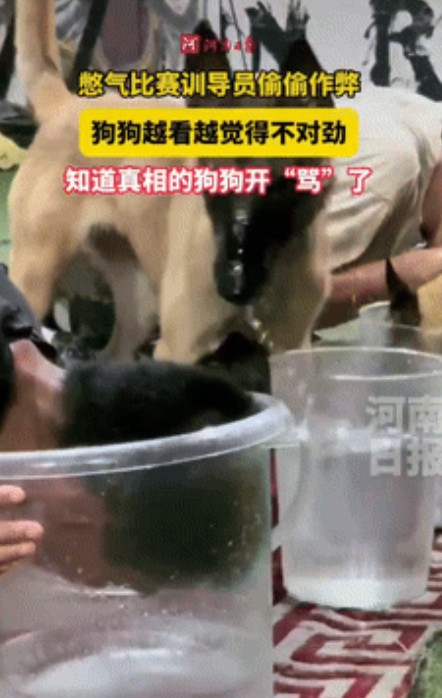 笑得肚子疼！”浙江，训导员和搜救犬进行憋气比赛，狗狗发现训导员的头一直在水里没出