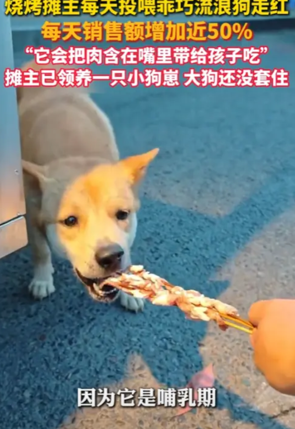 “这是真旺财啊！”2025年，重庆，一烧烤摊主每天投喂流浪狗，在网上火了，直接让