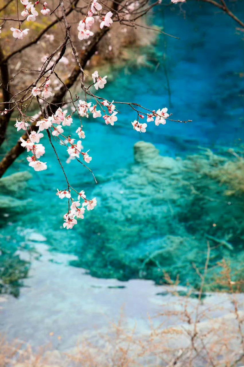 一到春天，九寨沟就美成了人间天堂。