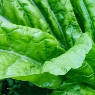 芥菜种植方法1.生长环境：选择土壤肥沃、排水良好、日照充足的地点。2.播种时