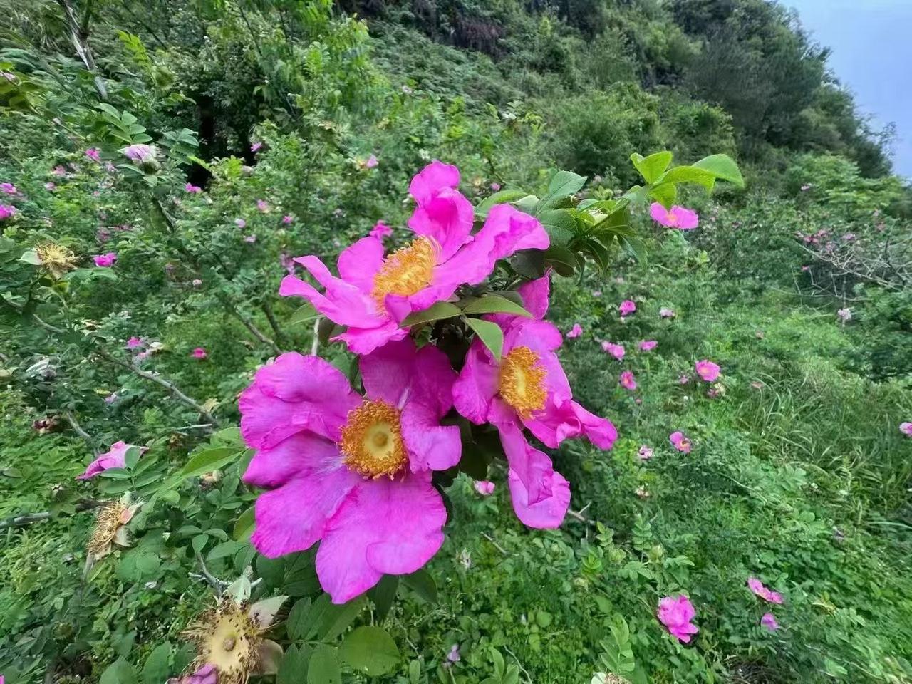 现在的A股周一涨，周二涨，周三横盘，周四跌，周五跌。为什么呢周一：原来周末也没