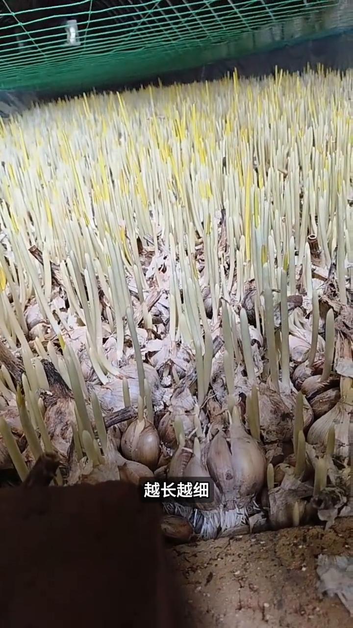 蒜黄泡水培养。大家注意看，农民把成千上万的蒜头泡在棚里的水里，难道就不怕全烂掉