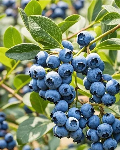10种对眼睛好的食物:1、胡萝卜：富含β-胡萝卜素，可在体内转化为维生素A，帮