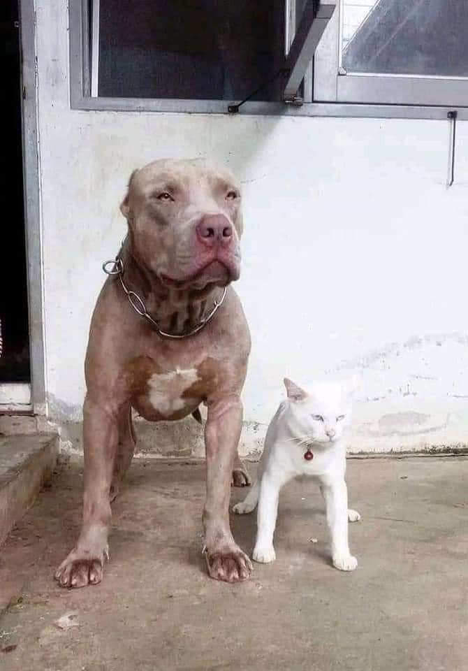 被斗牛犬带大的猫猫，血统中就带着满满的斗志。